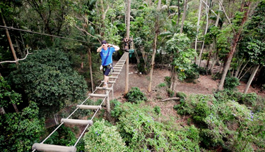 High In the Canopy