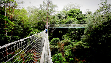 Suspended Nets High Above the Canopy